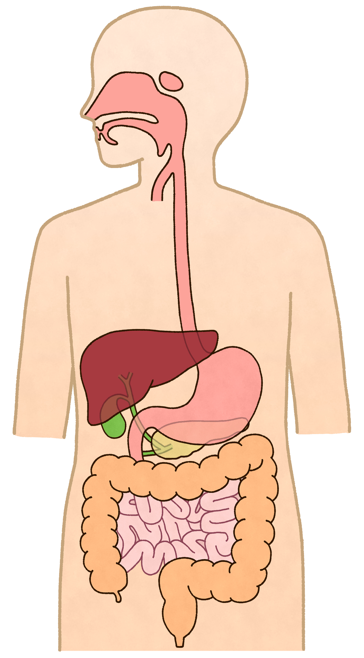 特定医療費支給認定申請書